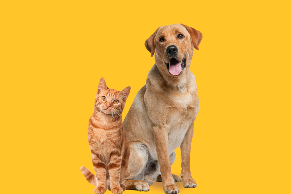 Mascotas